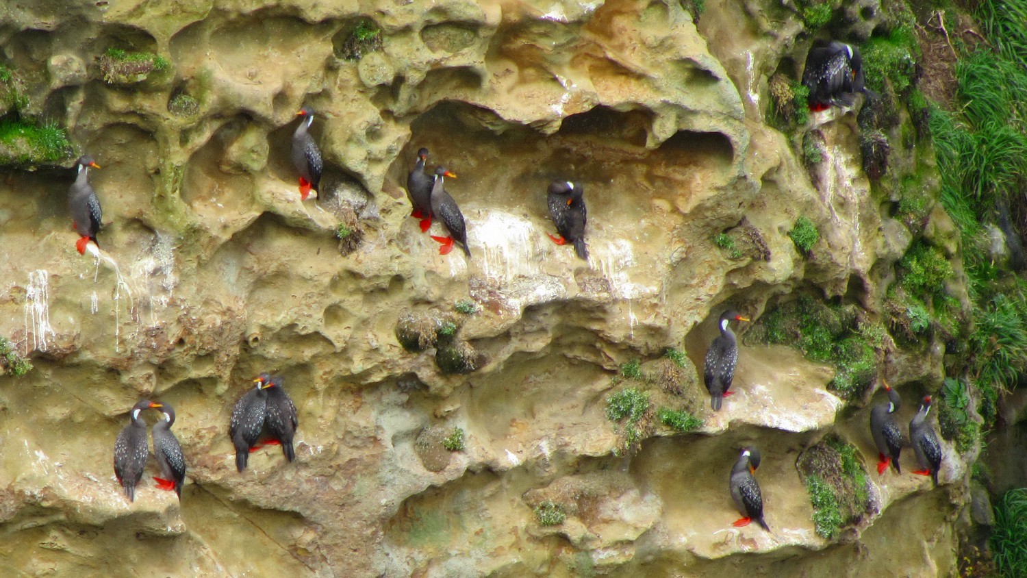 Cormorants Imperial seen from the viewpoint at the southern end of the trail Sendero de Chepu